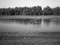 Kleiner See fällt trocken  CHINON 3001 Multiscan, Kentmere Pan 400  - 05.10.2026 -