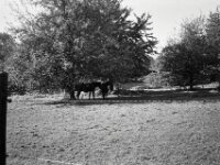 Zwei im Schatten  CHINON 3001 Multiscan, Kentmere Pan 400  - 05.10.2026 -