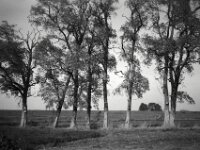 Baumgruppe mit Vogelhäuschen  CHINON 3001 Multiscan, Kentmere Pan 400  - 05.10.2026 -