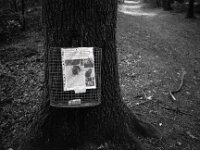 Vermissten Anzeige im Wald  Chinon Auto 3001 Multifocus, Kentmere Pan 100  - 06.08.2026 -