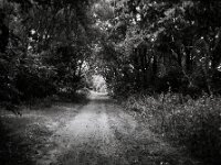 Waldweg  Chinon Auto 3001 Multifocus, Kentmere Pan 100  - 06.08.2026 -