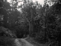 ... ich werde sie vermissen  Chinon Auto 3001 Multifocus, Kentmere Pan 100  - 06.08.2026 -