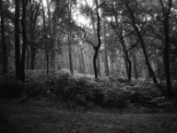 Die mystische Waldstelle  Chinon Auto 3001 Multifocus, Kentmere Pan 100  - 06.08.2026 -