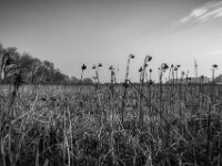 Sonnenblumenfeld  PENTAX K-3 Mark III Monochrome, HD PENTAX - DA* 2.8/ 11-18 ED DC AW  - 07.03.2026 -