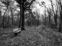 Testerberge Waldbank  PENTAX K-3 Mark III Monochrome, HD PENTAX - DA* 2.8/ 11-18 ED DC AW  - 07.03.2026 -