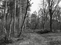 Zerstörung im  Wald  PENTAX K-3 Mark III Monochrome, HD PENTAX - DA* 2.8/ 11-18 ED DC AW  - 07.03.2026 -