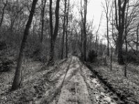 Waldwege werden zerstört  PENTAX K-3 Mark III Monochrome, HD PENTAX - DA* 2.8/ 11-18 ED DC AW  - 07.03.2026 -