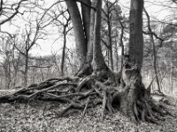 Alt und verwurzelt  PENTAX K-3 Mark III Monochrome, HD PENTAX - DA* 2.8/ 11-18 ED DC AW  - 07.03.2026 -