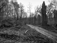 Mein Rastplatz  an der alten Buche zerstört  PENTAX K-3 Mark III Monochrome, HD PENTAX - DA* 2.8/ 11-18 ED DC AW  - 07.03.2026 -