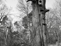 Äste wurden ihr abgesägt  PENTAX K-3 Mark III Monochrome, HD PENTAX - DA* 2.8/ 11-18 ED DC AW  - 07.03.2026 -