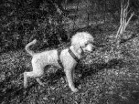 Einzelgänger im Wald  PENTAX K-3 Mark III Monochrome, HD PENTAX - DA* 2.8/ 11-18 ED DC AW  - 07.03.2026 -