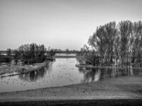 Der Rhein in den Rheinwiesen  PENTAX K-3 Mark III Monochrome, HD PENTAX - DA* 2.8/ 11-18 ED DC AW  - 07.03.2026 -