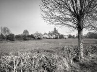 Blühende Sträucher  PENTAX K-3 Mark III Monochrome, HD PENTAX - DA* 2.8/ 11-18 ED DC AW  - 07.03.2026 -