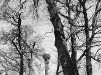 Bauernhof: Storch auf dem Nest  Fuji GS 645 S prof.WIDE 60, ADOX CHS 100II@400  - 08.04.2026 -
