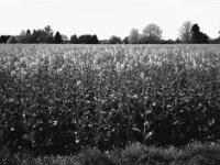 Raps  Fuji GS 645 S prof.WIDE 60, ADOX CHS 100II@400  - 08.04.2026 -