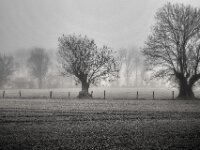 Kopfweiden  Pentax K-1, SMC PENTAX-FA 1.8/31 AL Limited  - 08.02.2026 -