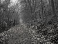 Waldweg  Pentax K-1, SMC PENTAX-FA 1.8/31 AL Limited  - 08.02.2026 -