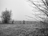 Wildgänse auf der Weide  Pentax K-1, SMC PENTAX-FA 1.8/31 AL Limited  - 08.02.2026 -