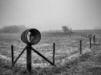 Wächter an der Pferdeweide  Pentax K-1, SMC PENTAX-FA 1.8/31 AL Limited  - 08.02.2026 -