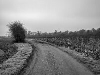 --- und weiter  Pentax K-1, SMC PENTAX-FA 1.8/31 AL Limited  - 08.02.2026 -