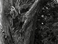 Gezeichnet  Pentax MZ-S, SMC PENTAX-FA 1.8/77 Limited, Kentmere Pan 100  - 10.07.2026 -