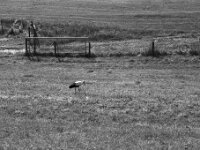 Futtersuche II  Pentax MZ-S, SMC PENTAX-FA 1.8/77 Limited, Kentmere Pan 100  - 10.07.2026 -