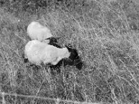 Schwarzkopf  Pentax MZ-S, SMC PENTAX-FA 1.8/77 Limited, Kentmere Pan 100  - 10.07.2026 -