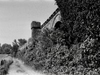 Die Natur verschlingt die Ruine  Pentax MZ-S, SMC PENTAX-FA 1.8/77 Limited, Kentmere Pan 100  - 10.07.2026 -