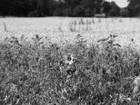 Fast  verblüht  Pentax MZ-S, SMC PENTAX-FA 1.8/77 Limited, Kentmere Pan 100  - 10.07.2026 -