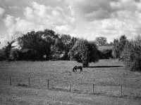 Einzelgänger  CHINON 3001 Multiscan, Kentmere Pan 400  - 10.09.2026 -