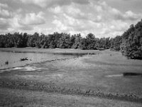 Wildgänse am schrumpfenden See  CHINON 3001 Multiscan, Kentmere Pan 400  - 10.09.2026 -