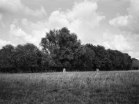 Zweisam auf der Weide  CHINON 3001 Multiscan, Kentmere Pan 400  - 10.09.2026 -