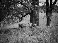 Highlander  Pentax 67II, SMC 2.4/1205, Heliopan Filter  Gelb,  FUJI Acros 100 II   -11.05.2026 -