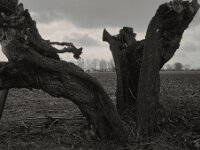 Kopfweiden  Pentax 67 II, SMC Takumar 4.5/75, KODAK TX400@200  - 12.03.2026 -