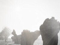 Nebelmorgen  Fuji GS 645 S prof. WIDE 60, Kentmere 400 Pan  - 12.04.2026 -