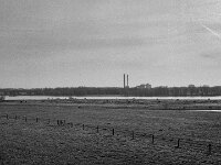 Rheinwiesen und Kühe am Flussufer  Fuji GS 645 S prof. WIDE 60, Kentmere 400 Pan  - 12.04.2026 -