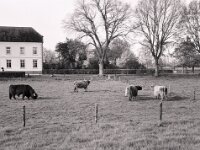 Highlander  Fuji GS 645 S prof. WIDE 60, Kentmere 400 Pan  - 12.04.2026 -