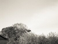 Der Storch am Bauernhof  Fuji GS 645 S prof. WIDE 60, Kentmere 400 Pan  - 12.04.2026 -