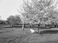 black and white  Fuji GS 645 S prof. WIDE 60, Kentmere 400 Pan  - 12.04.2026 -