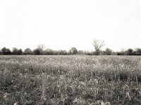 Rapsfeld  Fuji GS 645 S prof. WIDE 60, Kentmere 400 Pan  - 12.04.2026 -