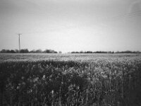 Rapsfeld  CHINON Auto 3001 Multi Auto Focus, Kentmere Pan 100  - 15.04.2026 -