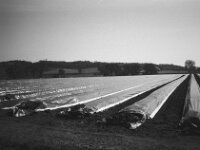 Spargelfeld  CHINON Auto 3001 Multi Auto Focus, Kentmere Pan 100  - 15.04.2026 -