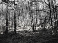 In der Hees  CHINON Auto 3001 Multi Auto Focus, Kentmere Pan 100  - 15.04.2026 -