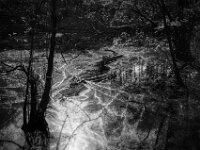 Waldteich am Morgen II  CHINON Auto 3001 Multi Auto Focus, Kentmere Pan 100  - 15.04.2026 -