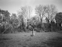 Alter Baum in Blüte  CHINON Auto 3001 Multi Auto Focus, Kentmere Pan 100  - 15.04.2026 -