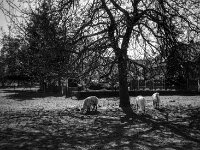 Alpaka I  CHINON Auto 3001 Multi Auto Focus, Kentmere Pan 100  - 15.04.2026 -