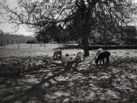 Alpaka II  CHINON Auto 3001 Multi Auto Focus, Kentmere Pan 100  - 15.04.2026 -