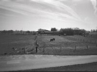 Pferdehof hinterm Deich  CHINON Auto 3001 Multi Auto Focus, Kentmere Pan 100  - 15.04.2026 -