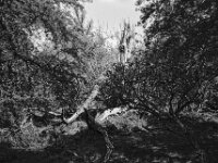 Auenwald  CHINON Auto 3001 Multi Auto Focus, Kentmere Pan 100  - 15.04.2026 -