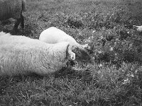 Deichschafe  CHINON Auto 3001 Multi Auto Focus, Kentmere Pan 100  - 15.04.2026 -